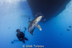 Diving with oceanic white tip shark by Gleb Tolstov 